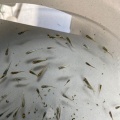 メダカ　計170匹くらいの画像