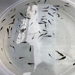 メダカ　計170匹くらい