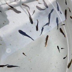 メダカ　計170匹くらいの画像