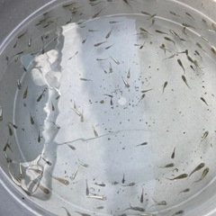 メダカ　計170匹くらいの画像