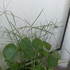 浮草　シペラス　5本以上の画像