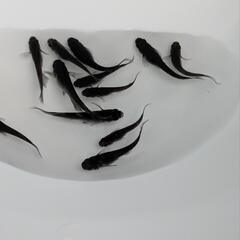 【現物出品】サタン(オロチヒレナガ)10匹の画像