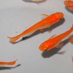 メダカ　企画物　紅白　小野紅帝（１㎝前後）15匹＋ピュアホワイト（１㎝前後）15匹　計30匹の画像