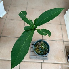 サガリバナの画像