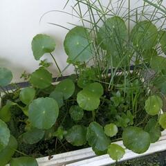 水草 3種類セット
