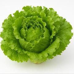 無料13日収穫レタスの画像