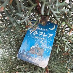 【早め希望】北欧スタイル　サルフレア　鉢植えの画像