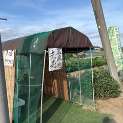朝採り野菜7/13
の画像