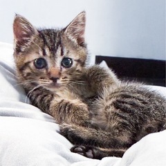 お膝に座ってくる甘えん坊仔猫ちゃん