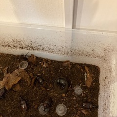 カブトムシ　オスの画像
