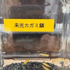 川原田メダカ【メダカ無人販売🐟】移転しました。の画像
