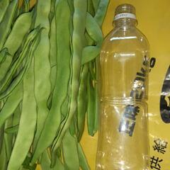 長い🌱ささげ　15本の画像