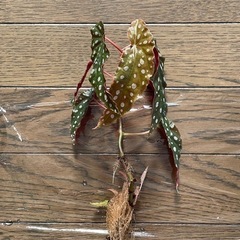 【観葉植物】ベゴニアマクラータ