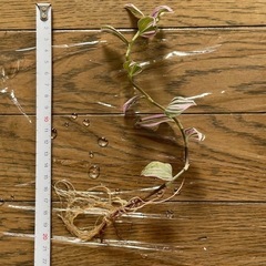 【観葉植物】の画像