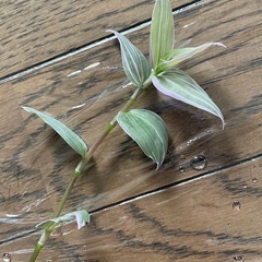 【観葉植物】の画像