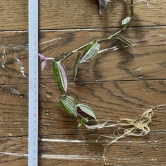 【観葉植物】の画像