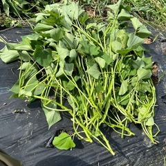 いも苗　差し上げます。　