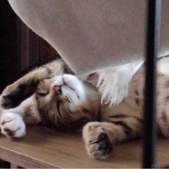 キジトラ　女の子　子猫