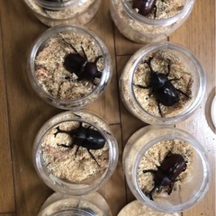 再募集　国産カブトムシ♂成虫(先着順)の画像