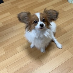 パピヨン　オス　1歳