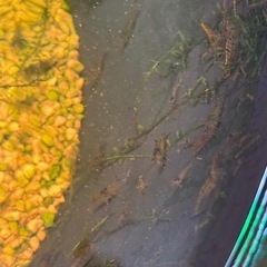 ミナミヌマエビの画像