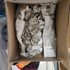 （決定しました）牡蠣殻 カキガラ 水槽 熱帯魚