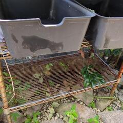 ルミナス　メタルラック　メダカ飼育セットの画像