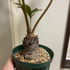 ザミア プミラ フルフラセア ヒラハザミア メキシコソテツ　　　　の画像