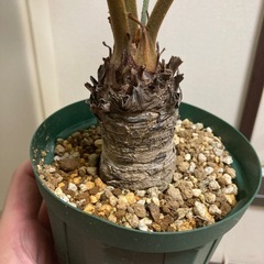 ザミア プミラ フルフラセア ヒラハザミア メキシコソテツ　　　　の画像