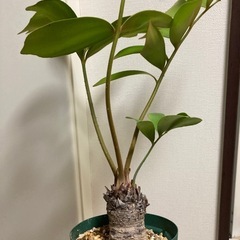 ザミア プミラ フルフラセア ヒラハザミア メキシコソテツ　　　　の画像