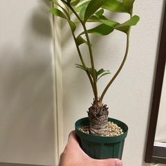 ザミア プミラ フルフラセア ヒラハザミア メキシコソテツ　　　　の画像