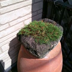 モウコカタヒバ　　　観葉植物の画像
