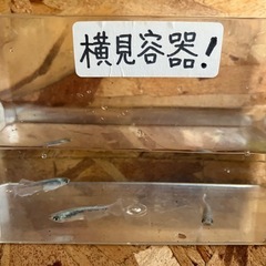 めだか屋Berry無人販売所の画像
