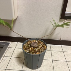 ザミア　フロリダーナの画像