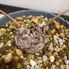 ザミア　フロリダーナの画像