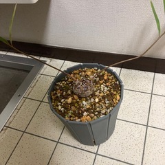 ザミア　フロリダーナの画像