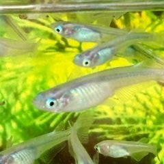 メダカ めだか🐟しずく 10匹+αの画像