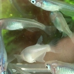 メダカ めだか🐟しずく 10匹+αの画像