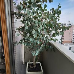 人気！ユーカリ・ポポラス　特大サイズ鉢植200cm