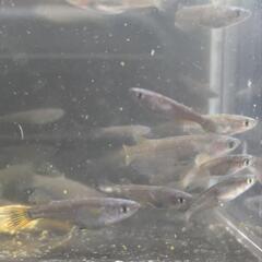 メダカ　めだか　春産まれの若魚　サタン　一匹からの画像