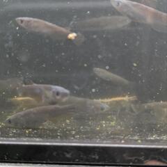 メダカ　めだか　春産まれの若魚　サタン　一匹からの画像