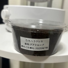 ヘラクレスオオカブト　幼虫　1頭〜追加可能です！の画像