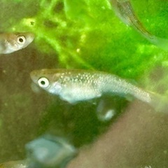 めだか メダカ🐟ヒミツヘイキ10匹+αの画像