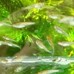 めだか メダカ🐟ヒミツヘイキ10匹+αの画像