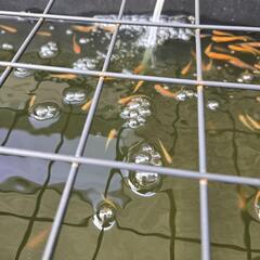 めだか(紅白更紗)の画像