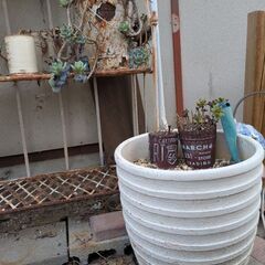 多肉植物、植木、植木鉢などの画像