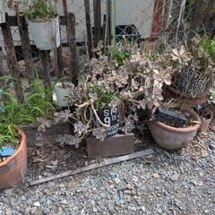 多肉植物、植木、植木鉢などの画像