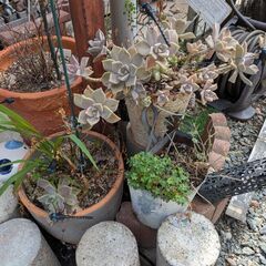 多肉植物、植木、植木鉢などの画像