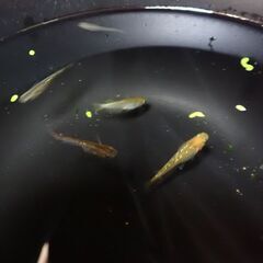 コハクメダカ ラメ 12匹の画像