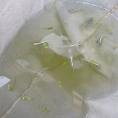 幹之 体外光 ラメ 10匹の画像